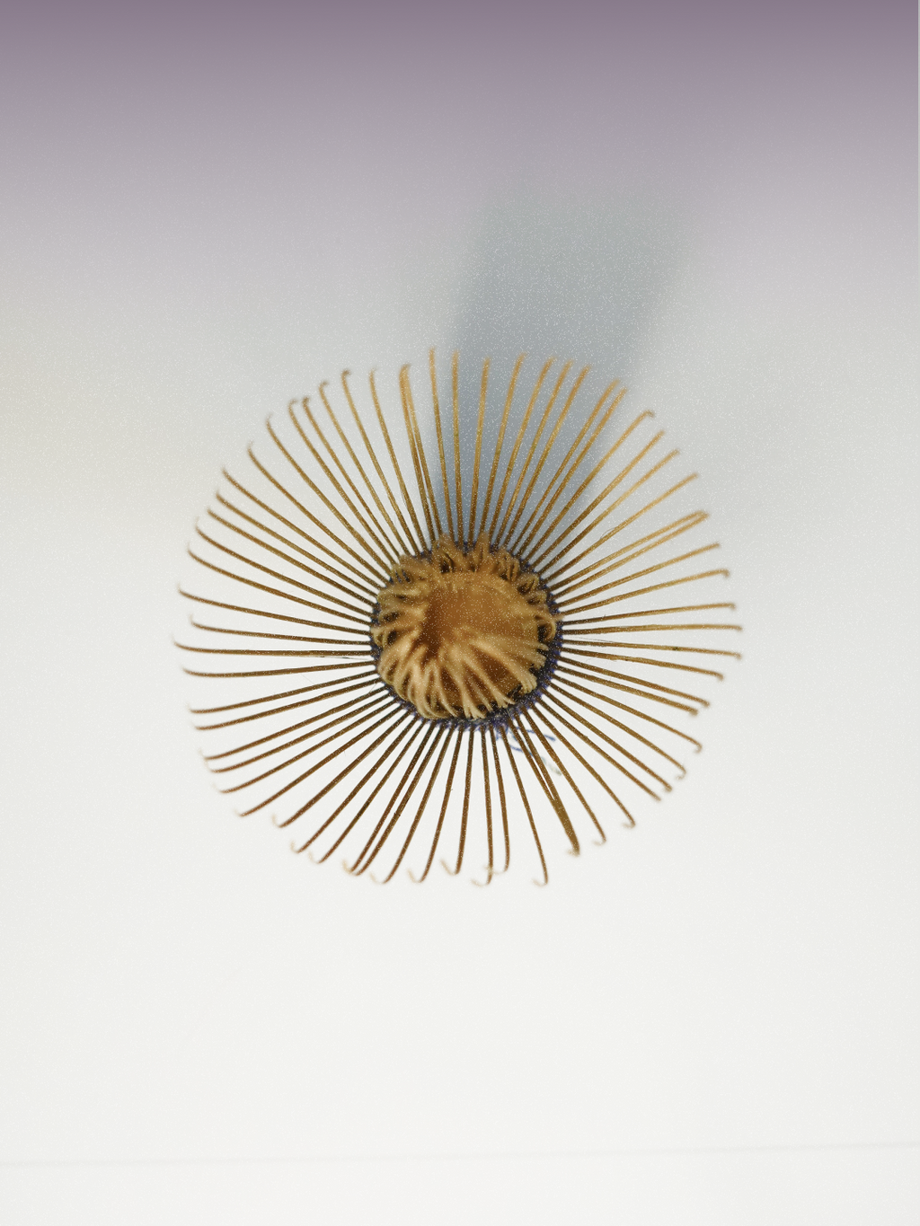 Haku | Shin Shape Chasen | White Bamboo